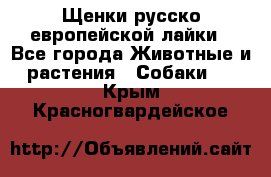 Щенки русско европейской лайки - Все города Животные и растения » Собаки   . Крым,Красногвардейское